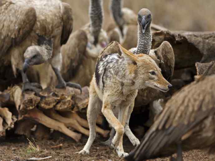 犬科:犬亚科犬属之金豺、黑背豺(胡狼类) 犬科:犬亚科犬属之金豺、黑背豺(胡狼类)