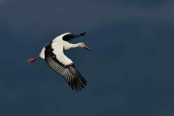 东方白鹳恭贺鈥溒飞 wbrTOP wbrLUX鈥澊罅返晔⒆捌裟