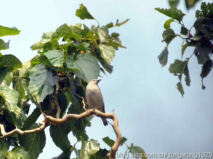 北椋鸟(记录版) 北椋鸟(记录版)