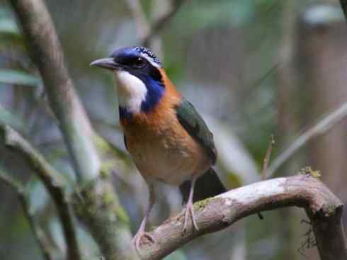 绝色攀禽：佛法僧目之地鴗