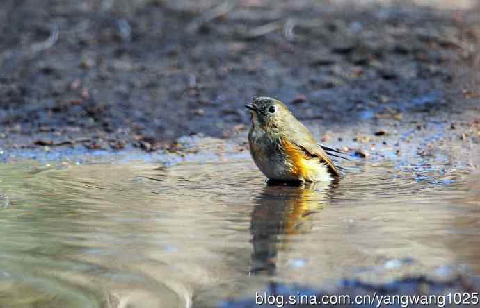 浴（雌性红胁蓝尾鸲）