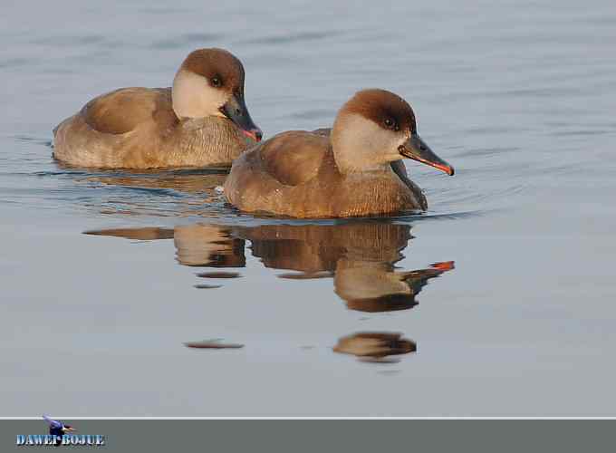赤嘴潜鸭：冬天の靓色