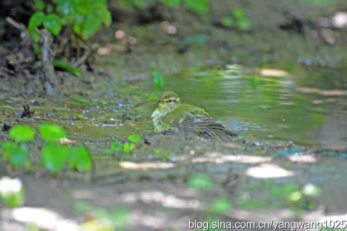 爽（洗浴的黄眉柳莺）1