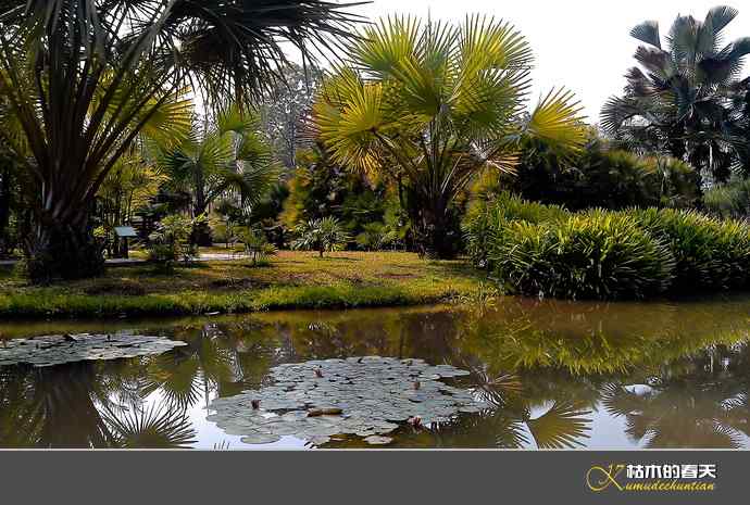 西双版纳拍鸟之二【实拍】