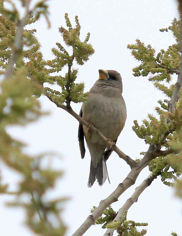 180.蜡嘴?(感谢K76705老师辨认:黑尾蜡嘴雀) 180.蜡嘴?(感谢K76705老师辨认:黑尾蜡嘴雀)