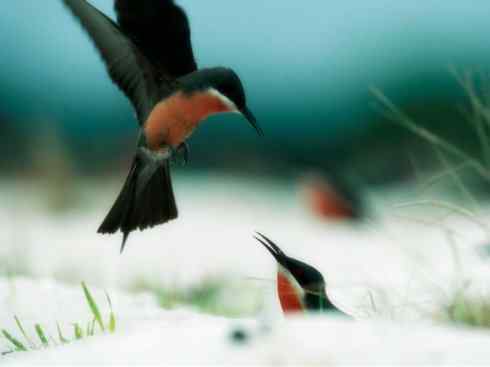 绝色攀禽：佛法僧目之蜂虎4