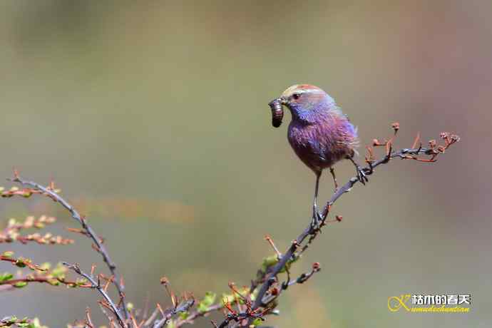 我与“花彩雀莺”的不解情缘