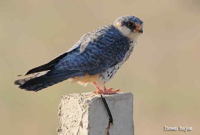 草原的几只猛禽