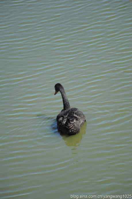 再游麋鹿苑（黑天鹅篇）