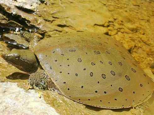 玄武:传说的兽原型探秘(鳖) 玄武:传说的兽原型探秘(鳖)