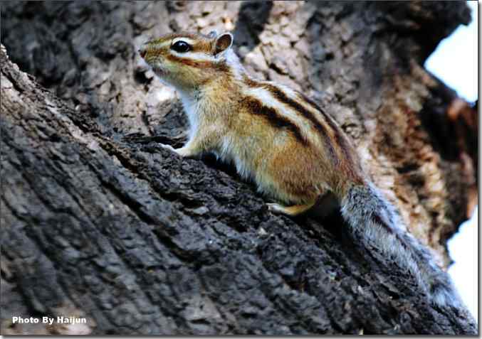 皇家园林的花栗鼠