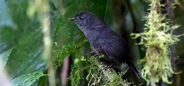 纳里尼奥窜鸟 Nariño Tapaculo 纳里尼奥窜鸟 Nariño Tapaculo