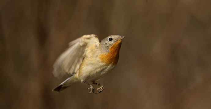 红胸姬鹟的美丽飞翔