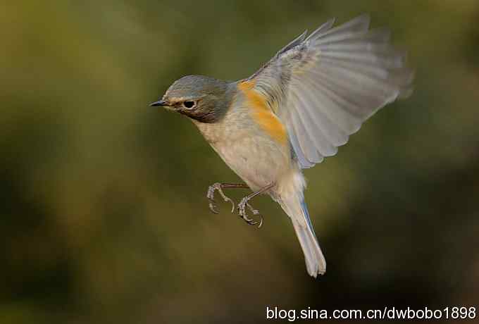 这个红红很有趣儿