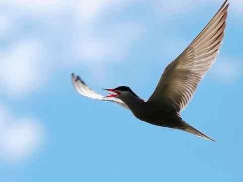 自然奇观：动物大迁徙(燕鸥类)