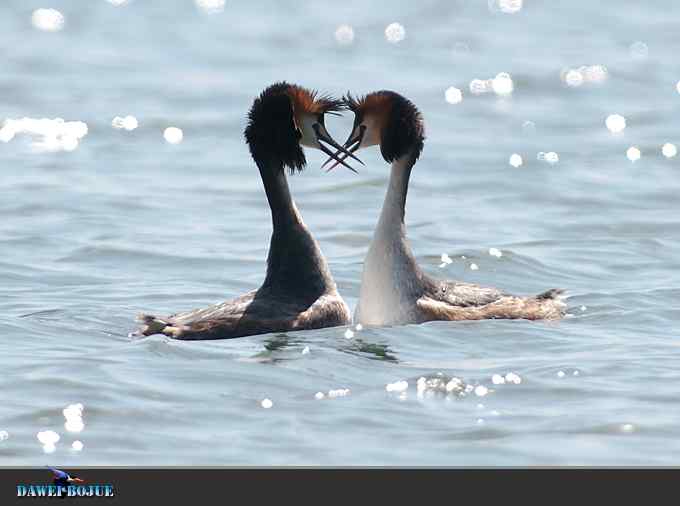 凤头.相恋在春花绽放时