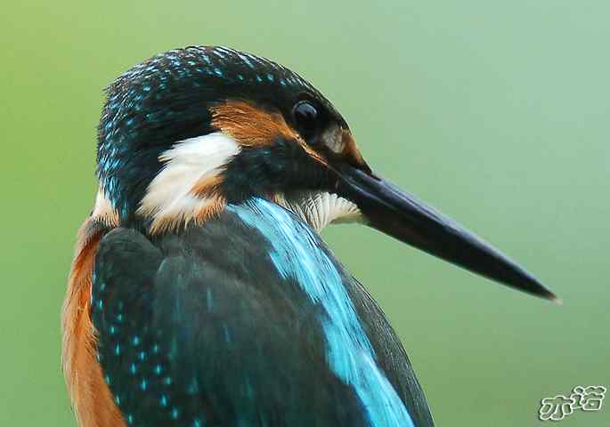  点击图片或使用键盘← →翻页