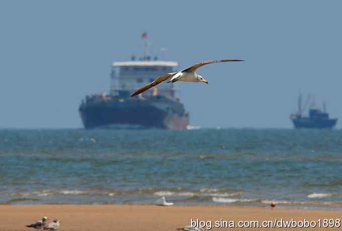 飞翔的黑尾鸥