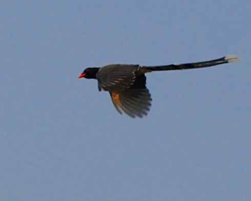 红嘴蓝鹊(组图,9张图片) 红嘴蓝鹊(组图,9张图片)