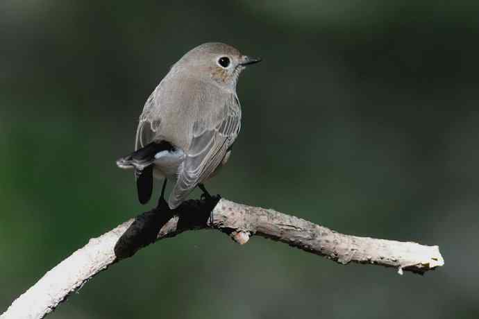 【新鸟】黑眉苇莺.发冠卷尾.巨嘴柳莺 【新鸟】黑眉苇莺.发冠卷尾.巨嘴柳莺