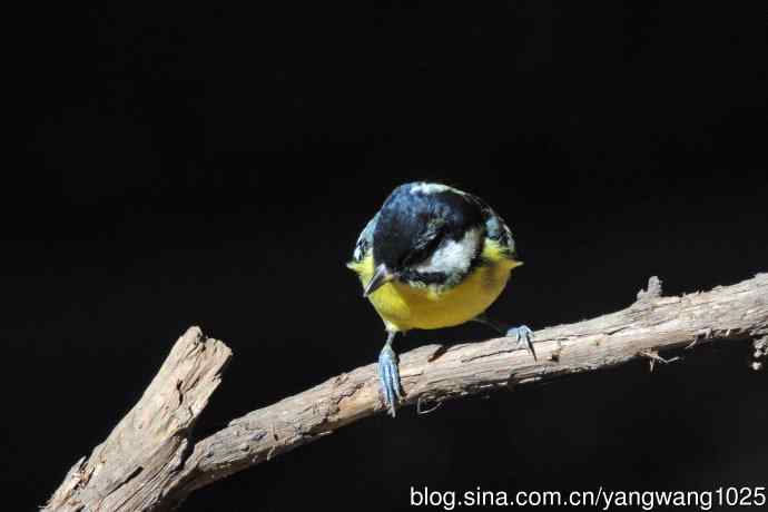 雄性黄腹山雀（2）