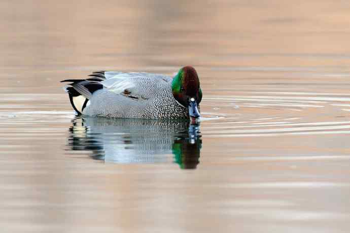 唐罗鸭 wbr八百里加急★ 唐罗鸭 wbr八百里加急★