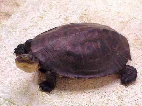 玄武：传说的兽原型探秘（玛塔龟）