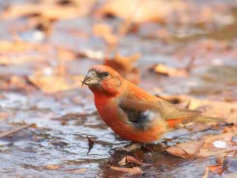 家禽驯化之源之二十六