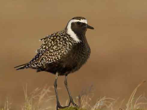 鸟类之最:北美金鸻