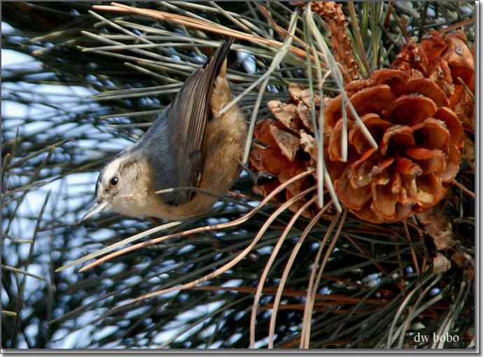 中国特有鸟种-黄腹山雀、黑头鳾