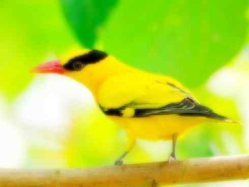 家禽驯化之源之三十一