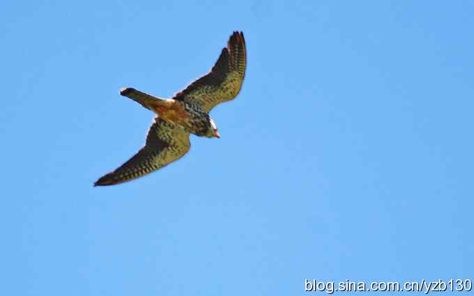 呼和浩特——南湖三隼（组图）