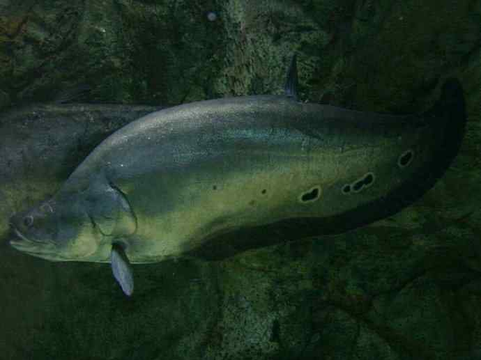 鱼类活化石：铠甲弓背鱼