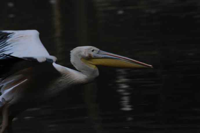 再拍大鹈鹕 wbr wbr4