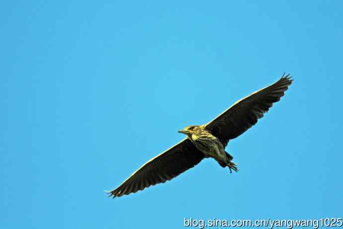 夜鹭MM的展示 wbr2