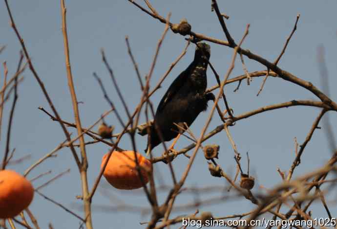 谁爱吃柿子？（八哥）