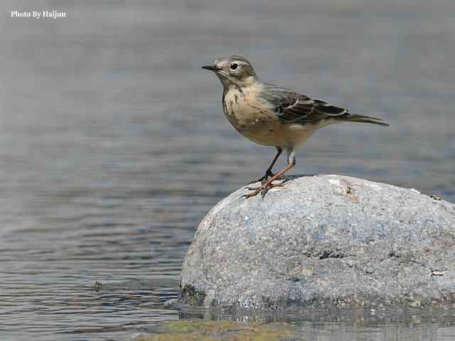 房山十渡(苍鹭水鹨白鹡鸰)