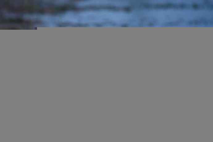 野鸭湖的大白鹭和白鹭