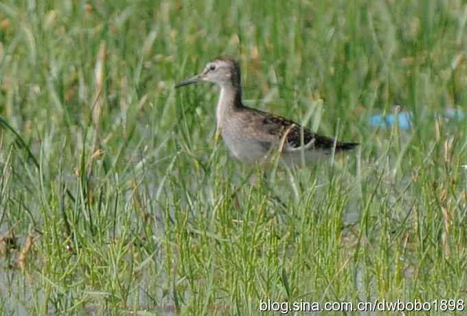 灰斑鸠踩蛋 wbr须浮鸥育雏