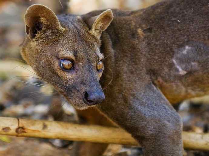 犬科:犬亚科犬属之西门豺、侧纹豺(胡狼类) 犬科:犬亚科犬属之西门豺、侧纹豺(胡狼类)