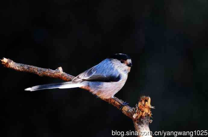 银喉长尾山雀(3) 银喉长尾山雀(3)