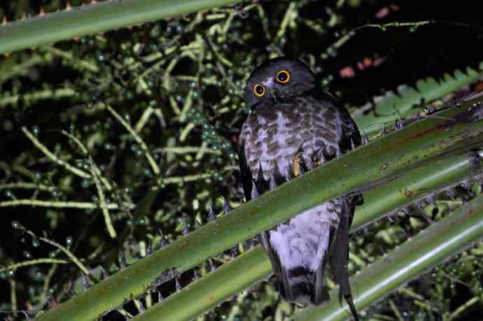 【版纳植物园三日 wbr新收获16种小鸟儿】 【版纳植物园三日 wbr新收获16种小鸟儿】
