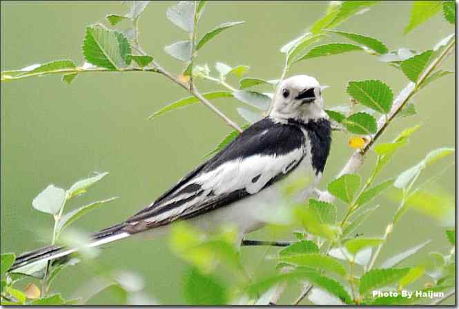  点击图片或使用键盘← →翻页