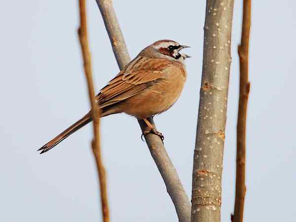家乡的鸟（6），三道眉草鹀（组图）