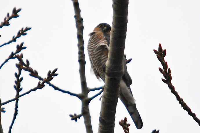 北京植物园赏鸟（九），雀鹰（组图）