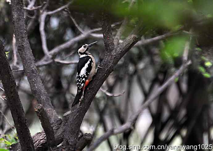 您见过啄木鸟洗澡吗？（记录版）