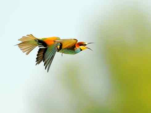 绝色攀禽：佛法僧目之蜂虎3