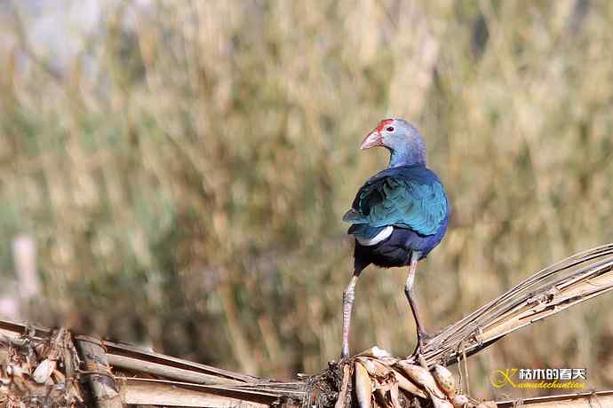 云南拍鸟：紫水鸡