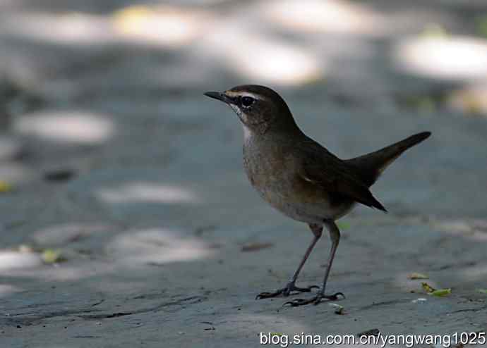 红喉歌鸲 红喉歌鸲