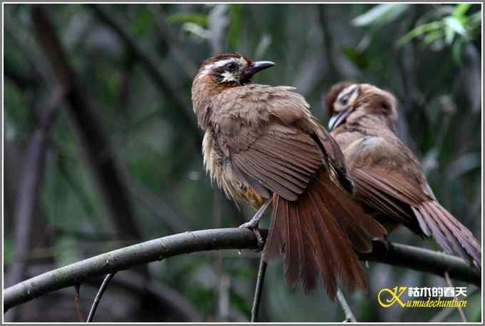 白头鹎和白颊噪鹛【照片】